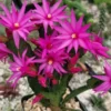 Pink Easter Cactus Live Plant 4 Inch Pot Pink - Shipped Without Pot