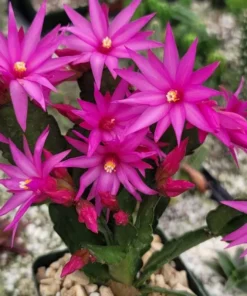 Pink Easter Cactus Live Plant 4 Inch Pot Pink - Shipped Without Pot