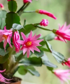 Pink Easter Cactus Live Plant 4 Inch Pot Pink - Shipped Without Pot