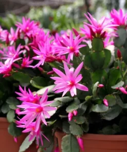 Pink Easter Cactus Live Plant 4 Inch Pot Pink - Shipped Without Pot