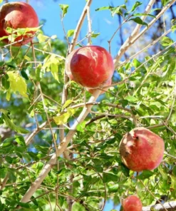 Pomegranate Tree - 6in Potted Fruit Tree - Easy to Grow