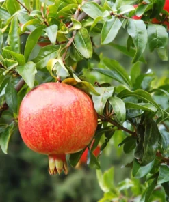 Pomegranate Tree - 6in Potted Fruit Tree - Easy to Grow