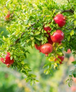 Pomegranate Tree - 6in Potted Fruit Tree - Easy to Grow