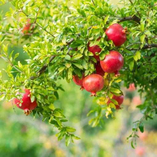 Pomegranate Tree - 6in Potted Fruit Tree - Easy to Grow