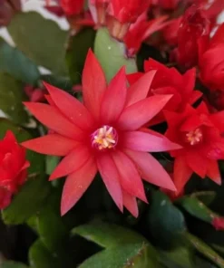 Red Easter Cactus Live Plant 4 Inch Pot Easter-Spring Cactus - No Pot