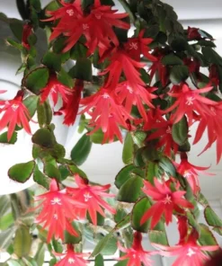 Red Easter Cactus Live Plant 4 Inch Pot Easter-Spring Cactus - No Pot