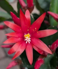 Red Easter Cactus Live Plant 4 Inch Pot Easter-Spring Cactus - No Pot