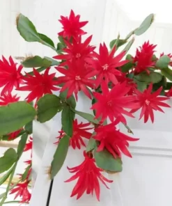 Red Easter Cactus Live Plant 4 Inch Pot Easter-Spring Cactus - No Pot
