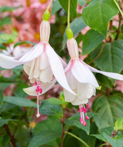 Fuchsia Annabelle Live Plant – 5 to 7 Inch Tall Blooming Flower Plant