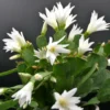 White Easter Cactus Live Plant 4-6 Inch Tall Spring Cactus