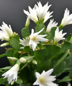 White Easter Cactus Live Plant 4-6 Inch Tall Spring Cactus
