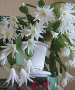 White Easter Cactus Live Plant 4-6 Inch Tall Spring Cactus