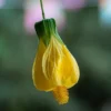 Yellow Lantern Abutilon Live Plant 4-6 Inch Tall Flowering Shrub