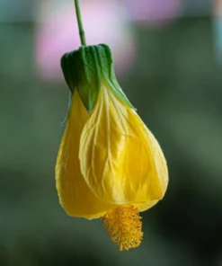 Yellow Lantern Abutilon Live Plant 4-6 Inch Tall Flowering Shrub