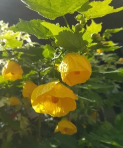 Yellow Lantern Abutilon Live Plant 4-6 Inch Tall Flowering Shrub