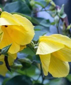 Yellow Lantern Abutilon Live Plant 4-6 Inch Tall Flowering Shrub