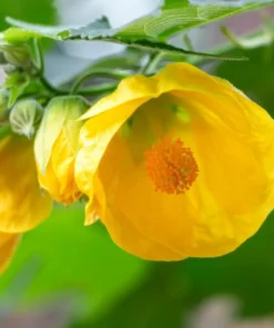 Yellow Lantern Abutilon Live Plant 4-6 Inch Tall Flowering Shrub