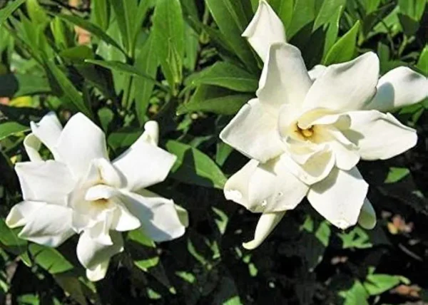 How to Grow Frostproof Jasmine: A Complete Care Guide for Cold Climates