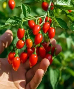 1 Pot has 1 Chiltepin Pepper Plant Live for Planting, 3-6 Inch Tall, Hot Chile Chiltepin Pepper, Tepin Chili Pepper Plants