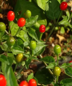 1 Pot has 1 Chiltepin Pepper Plant Live for Planting, 3-6 Inch Tall, Hot Chile Chiltepin Pepper, Tepin Chili Pepper Plants