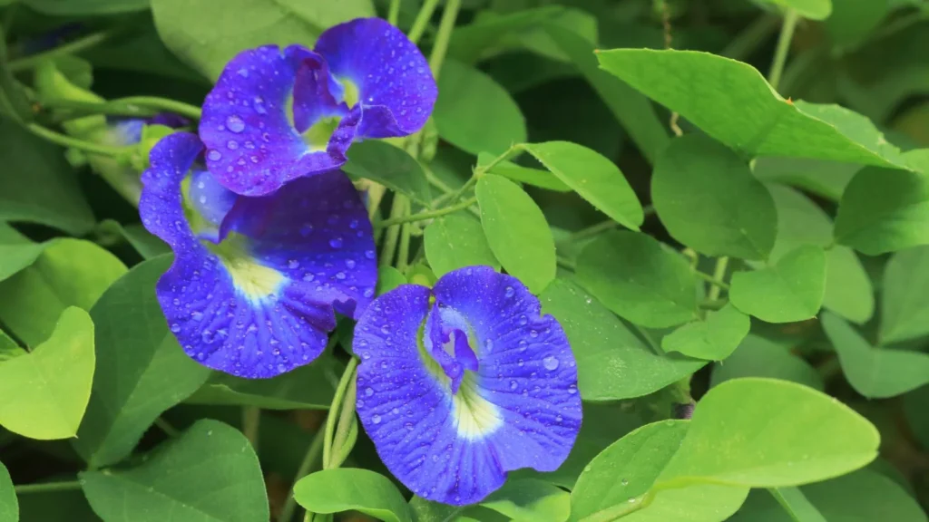 How to Grow Butterfly Peas at Home Easily