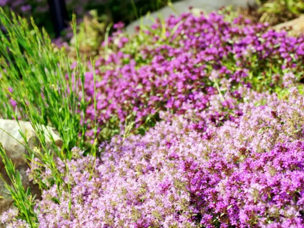 How to Grow and Care for Creeping Thyme: A Complete Guide for Gardeners