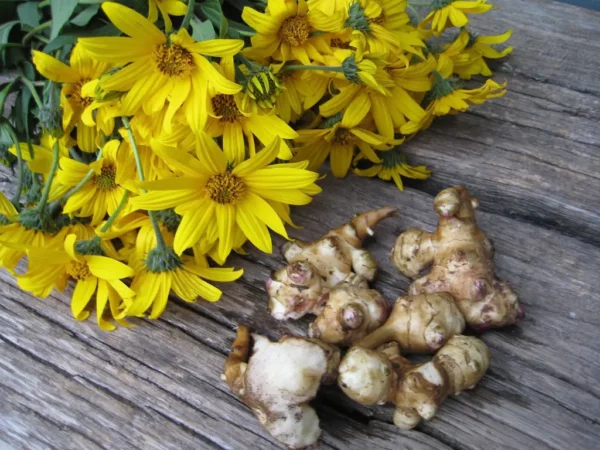 What You Need to Know About Jerusalem Artichokes (Sunchokes): A Gardener’s Guide