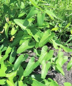 20 SLENDER DUTCHMAN’S PIPE Pipevine Aristolochia Debilis Flower Herb Vine Seeds
