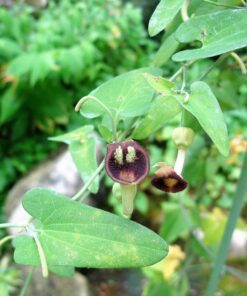 20 SLENDER DUTCHMAN’S PIPE Pipevine Aristolochia Debilis Flower Herb Vine Seeds
