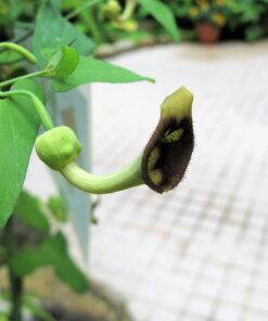 20 SLENDER DUTCHMAN’S PIPE Pipevine Aristolochia Debilis Flower Herb Vine Seeds