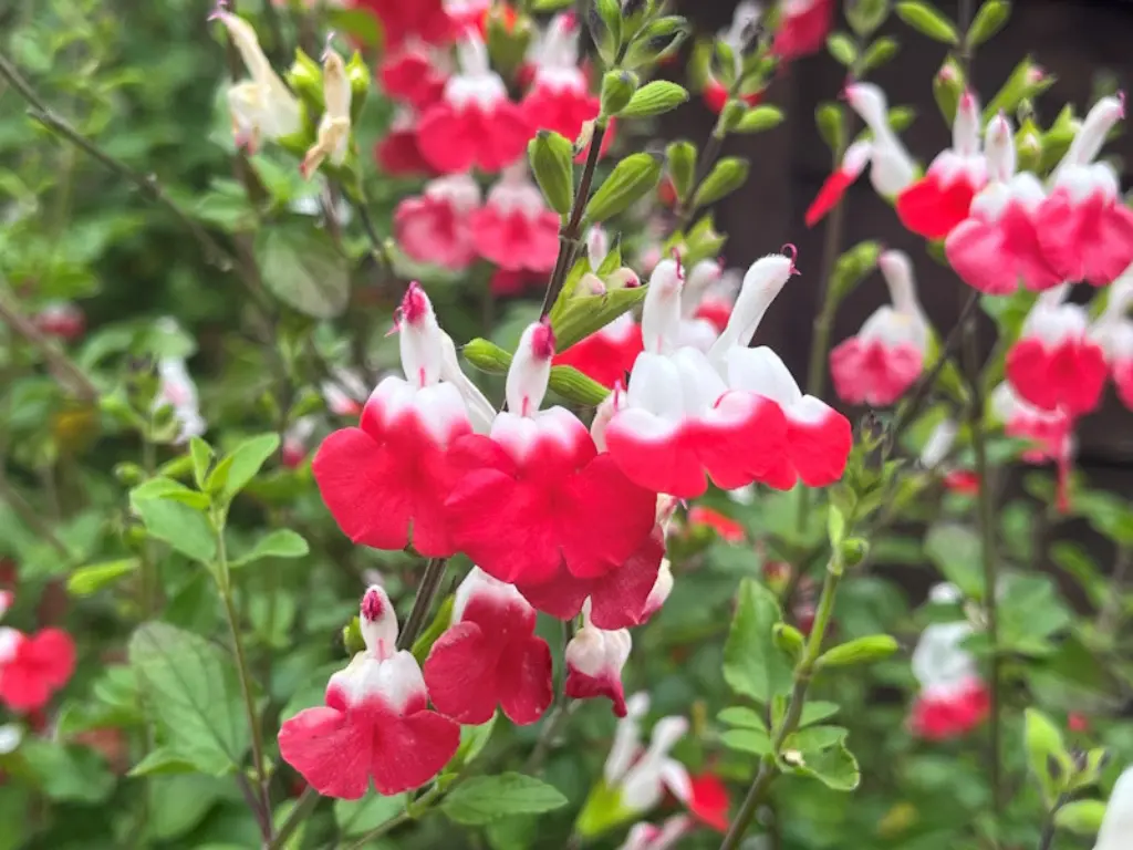 How to Grow Salvia Hot Lips in Containers: A Complete Guide