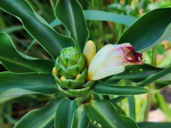 How to Grow Insulin Plant from Roots: Step-by-Step Guide