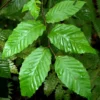American Beech Tree Quart Pot - Deciduous Shade Tree