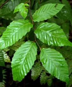American Beech Tree Quart Pot - Deciduous Shade Tree