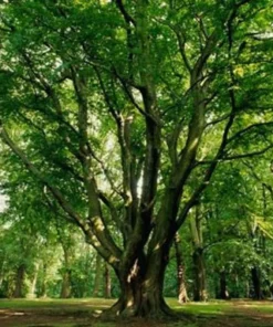 American Beech Tree Quart Pot - Deciduous Shade Tree