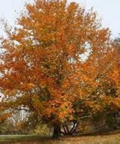 American Beech Tree Quart Pot - Deciduous Shade Tree