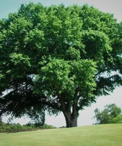 American Elm Tree Branched Quart Pot - Shade Tree - Fast Growing