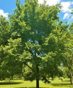 American Elm Tree Branched Quart Pot - Shade Tree - Fast Growing