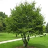 American Hornbeam Tree - Quart Pot - Shade Tree