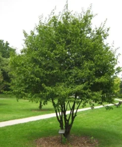 American Hornbeam Tree - Quart Pot - Shade Tree