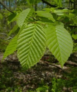 American Hornbeam Tree - Quart Pot - Shade Tree