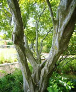 American Hornbeam Tree - Quart Pot - Shade Tree