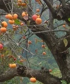 American Persimmon Tree Native 4" Container - Buy Now