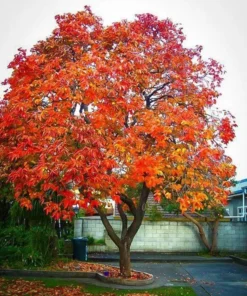 American Persimmon Tree Native 4" Container - Buy Now