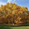 American Sycamore Tree Quart Pot - Fast Growing Shade Tree