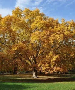American Sycamore Tree Quart Pot - Fast Growing Shade Tree
