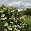 Arrowood Viburnum Dentatum Plant - 4-inch Pot - Native Shrub