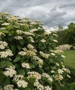 Arrowood Viburnum Dentatum Plant - 4-inch Pot - Native Shrub