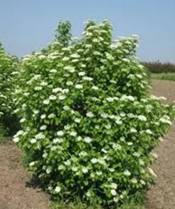 Arrowood Viburnum Dentatum Plant - 4-inch Pot - Native Shrub