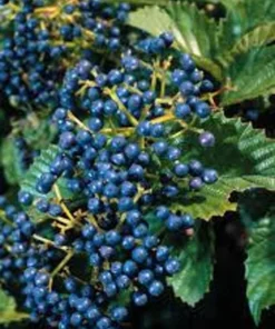 Arrowood Viburnum Dentatum Plant - 4-inch Pot - Native Shrub